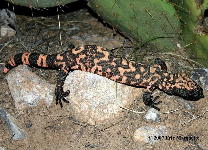 Reticulated Gila Monster
