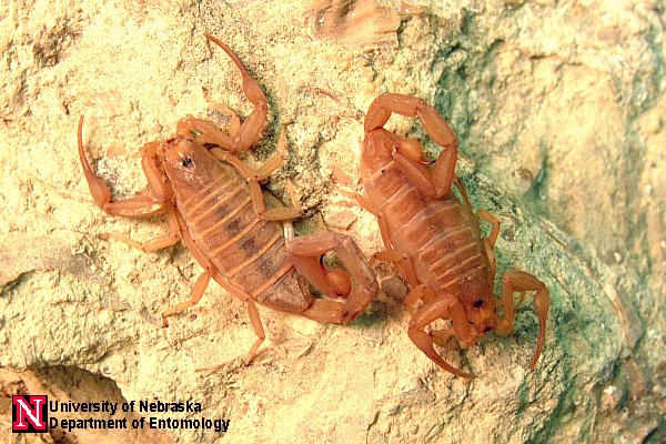 Bark Scorpion