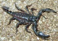 Captive Raised Scorpion