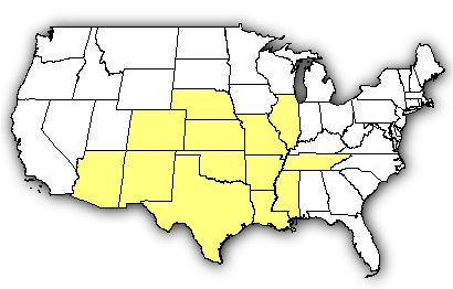 Map of US states the Stripebacked Scorpion is found in.