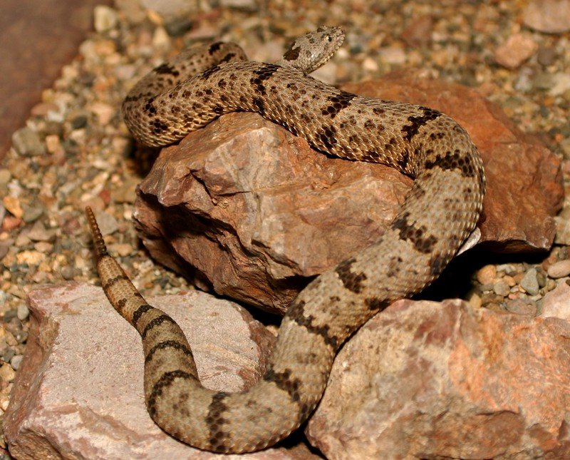 Banded Rock Rattlesnake