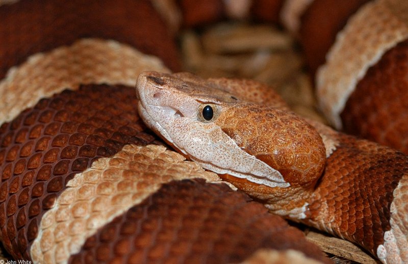 Broad-Banded Copperhead Closeup