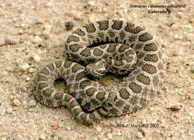 Desert Massasauga