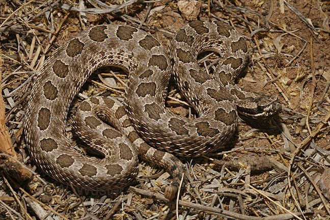 Desert Massasauga