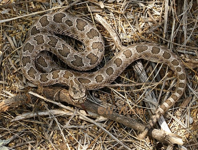 Desert Massasauga