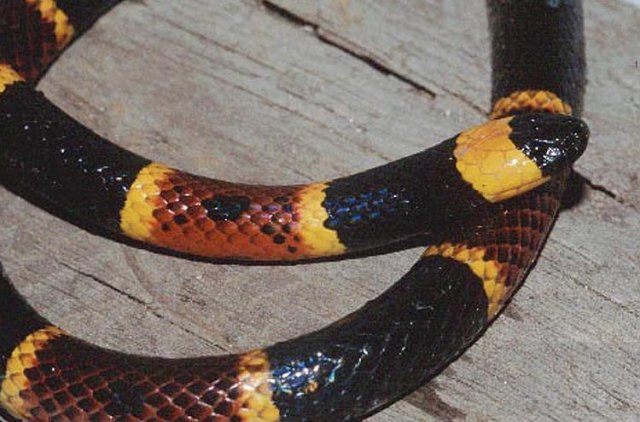 Eastern Coral Snake