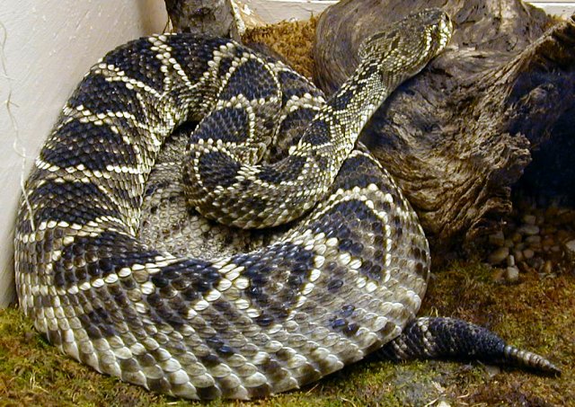 Eastern Diamondback Rattlesnake photo