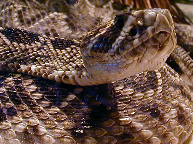 Eastern Diamondback Rattlesnake photo