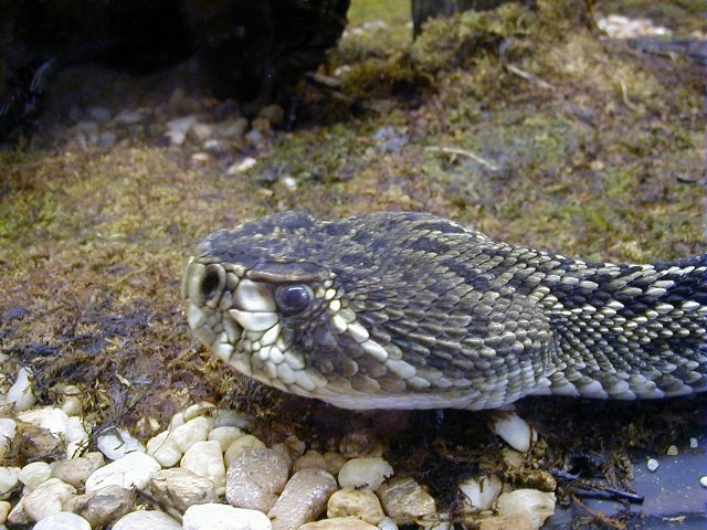 Eastern Diamondback Rattlesnake photo