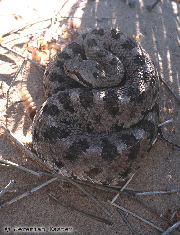 Mojave Desert Sidewinder