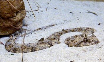 Mojave Desert Sidewinder