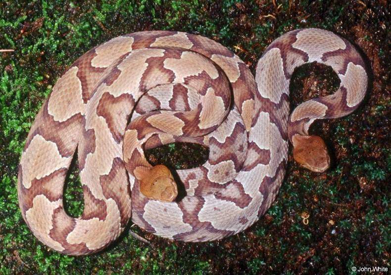 Two Northern Copperheads