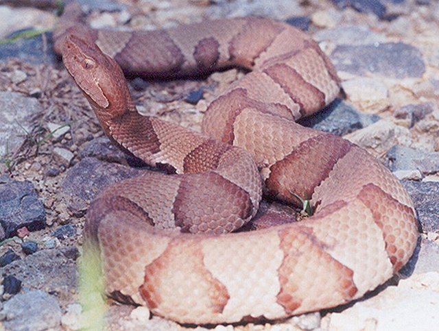 Osage Copperhead