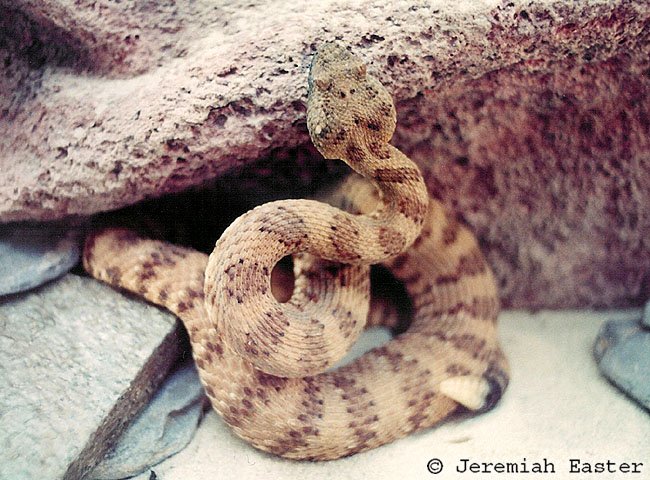 Panamint Speckled Rattlesnake
