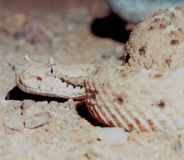 Sonoran Desert Sidewinder