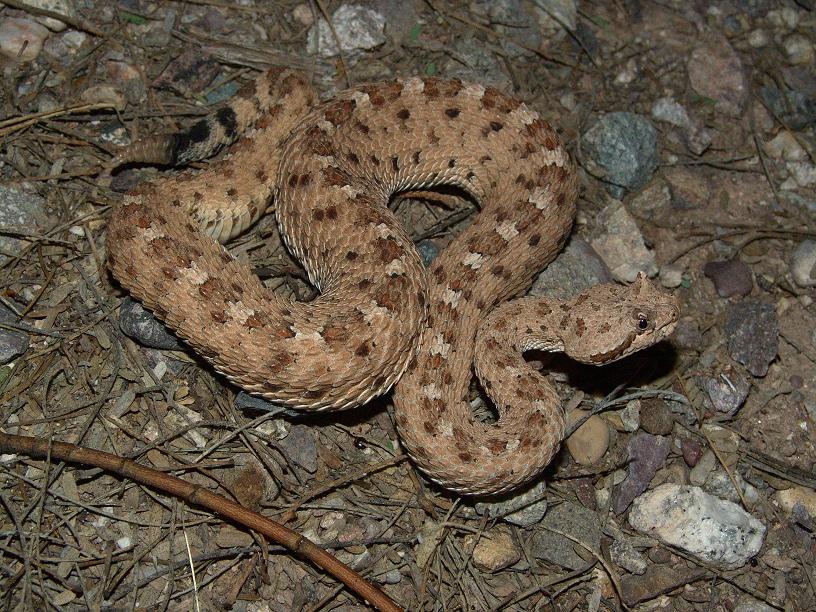 Sonoran Desert Sidewinder