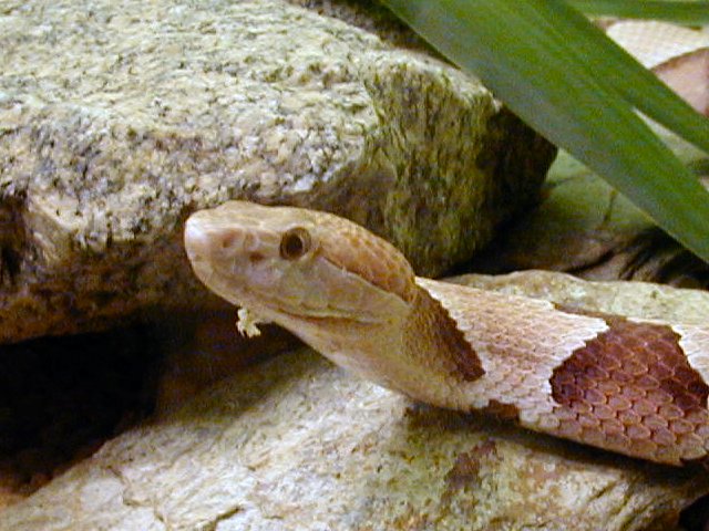 Southern Copperhead Closeup