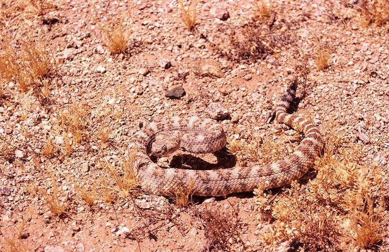 Southwestern Speckled Rattlesnake Camouflaged