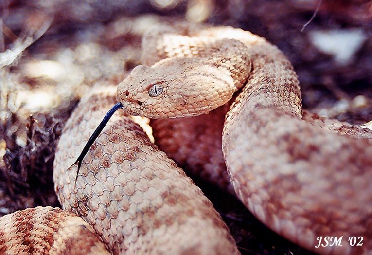 Southwestern Speckled Rattlesnake Closeup
