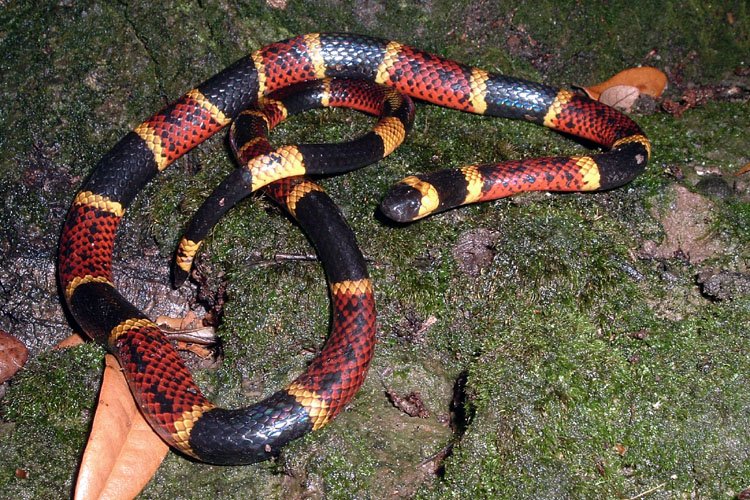 coral snake mouth