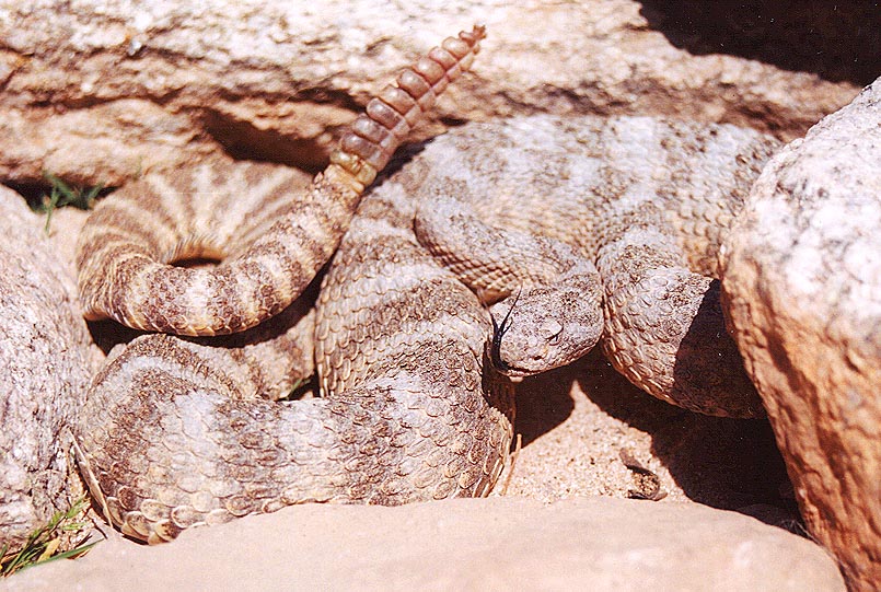 Tiger Rattlesnake
