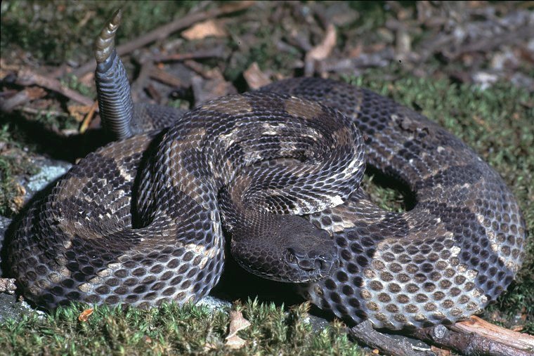 Timber Rattlesnake photo