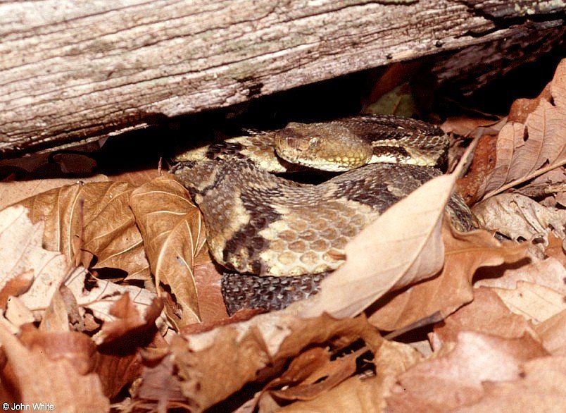 Timber Rattlesnake