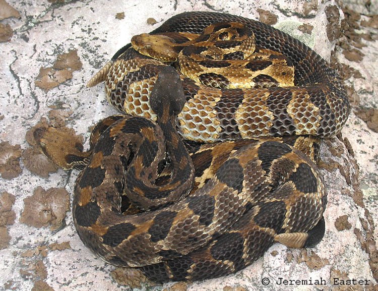 Timber Rattlesnake