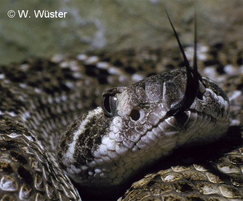Western Diamonback Rattlesnake Closeup