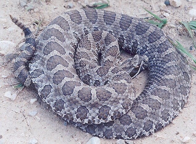 Western Massasauga