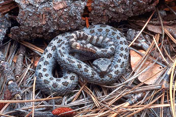 Western Twin Spotted Rattlesnake