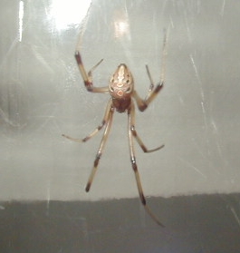 female brown widow spider