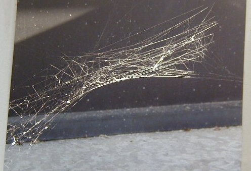 brown widow spider web pictures